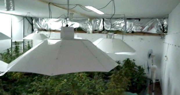 Марихуану заливао краденом струјом